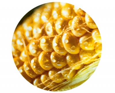 Ngành tinh bột